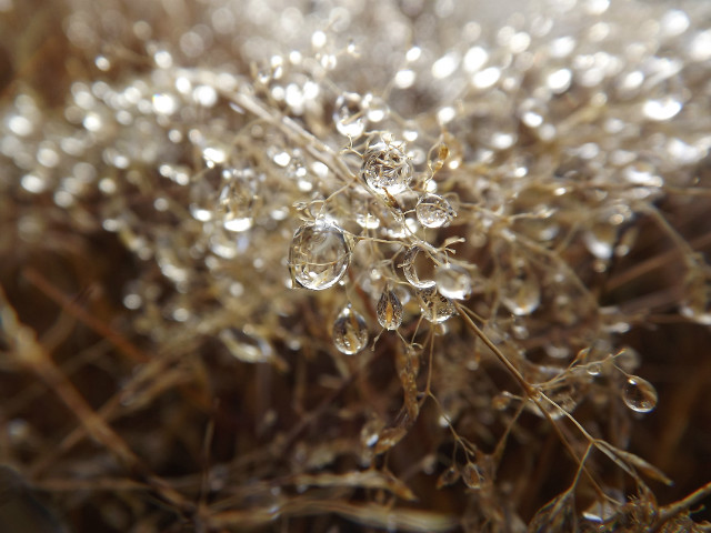 Macro