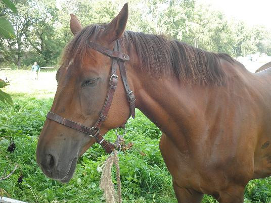 Konik.