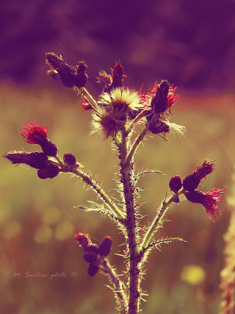 dzie dobry :)