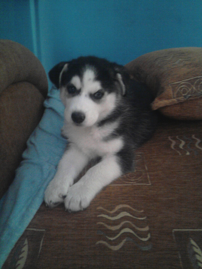 Piesek ;)