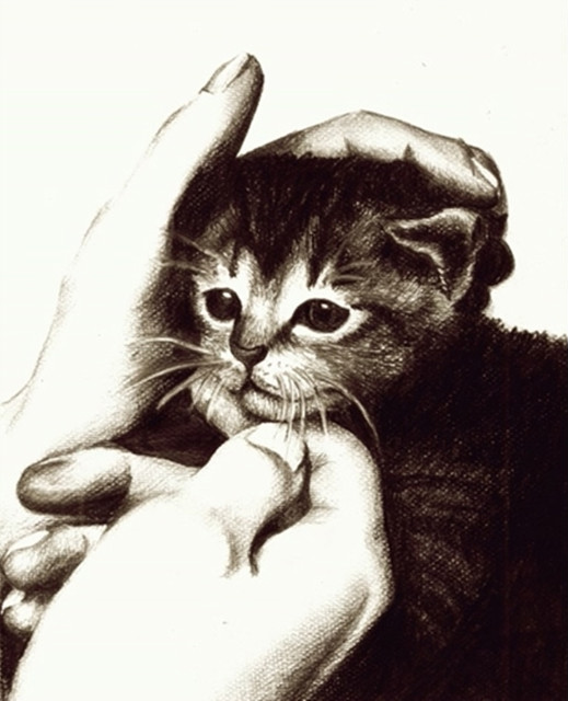 Kitty 