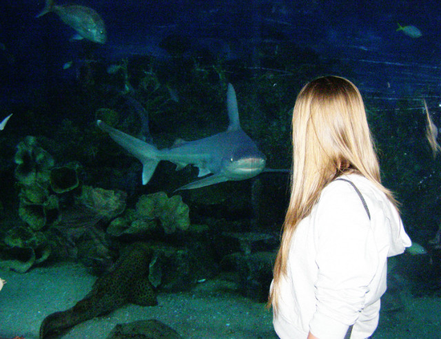 SHARK 