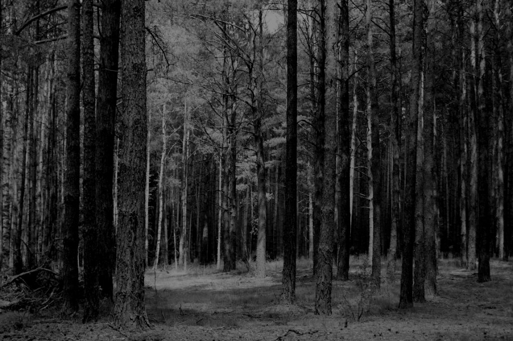 Woods...