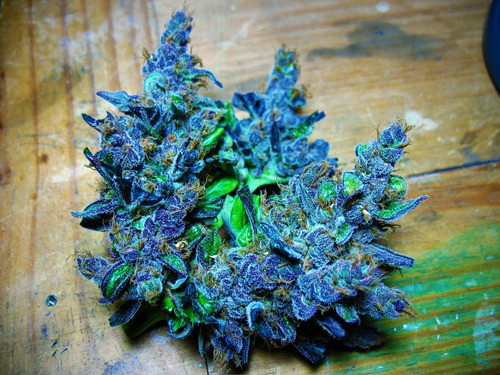 Purple Flowers