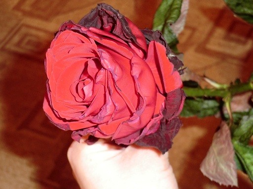 Rosa