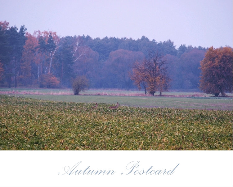 autumn postcard
