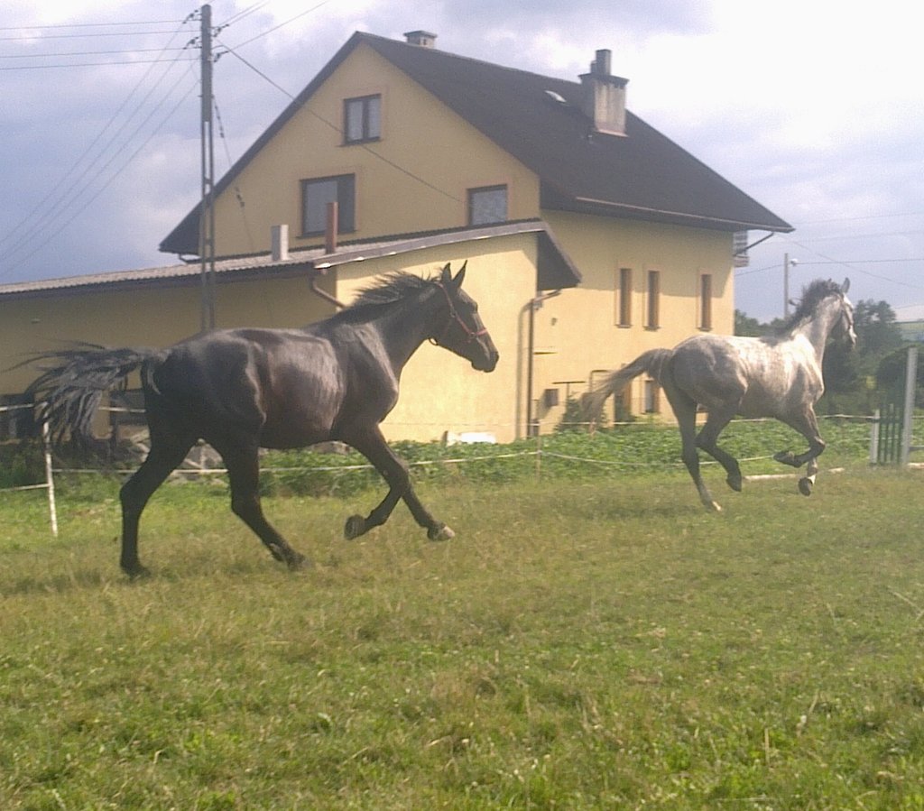 411 ...  Bohun i Czekan