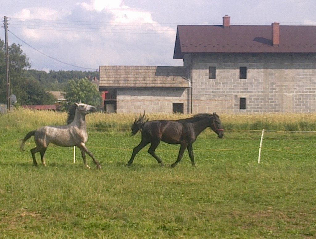412 ... Czekan i Bohun 