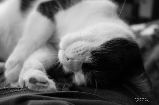 kicia . 