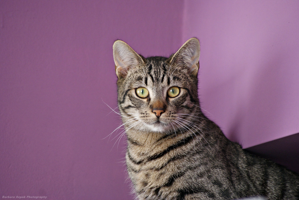 The cat
