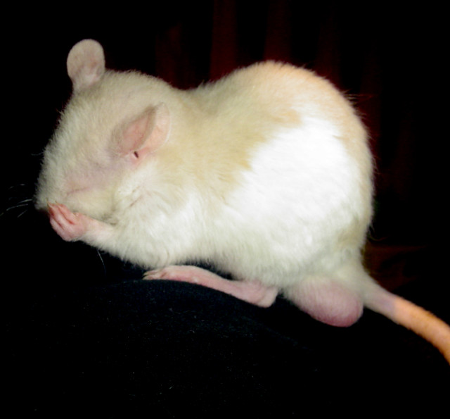 FreD