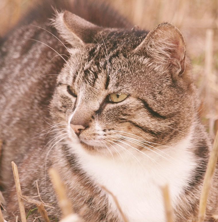 chat