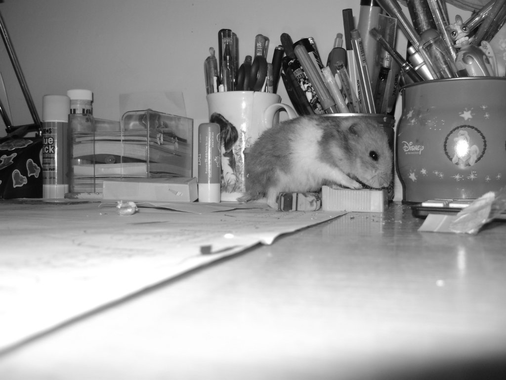 Dudu ; (