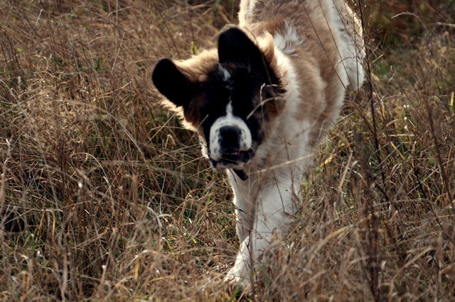 cztery apy...