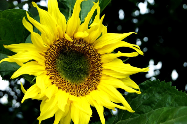lato.