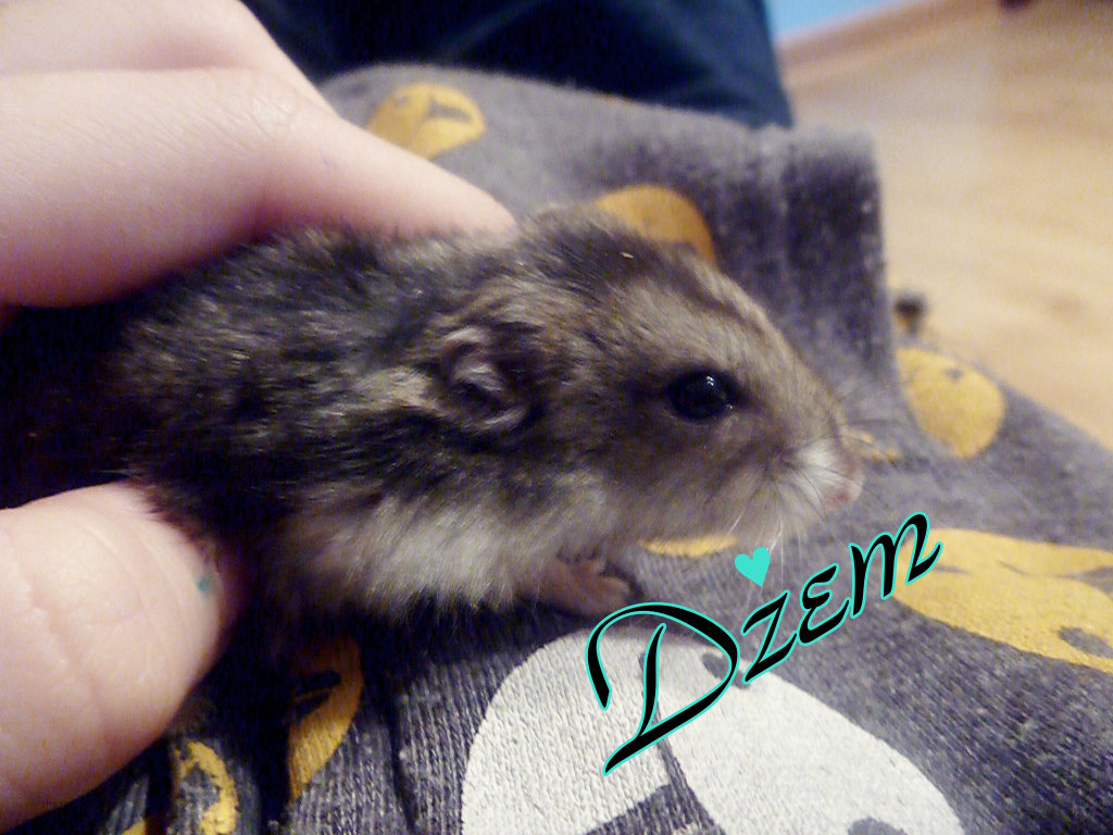 demor ;*****