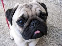 mops