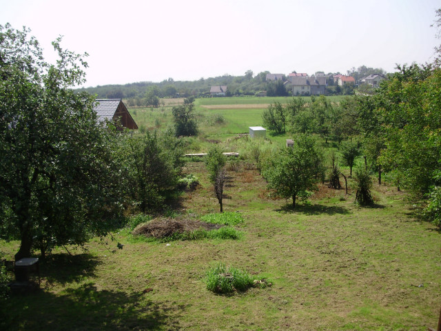 widok z okna latem