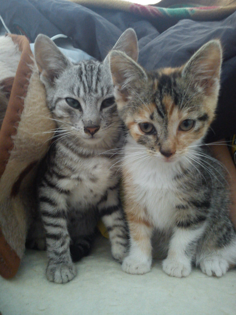 kicie. ;***