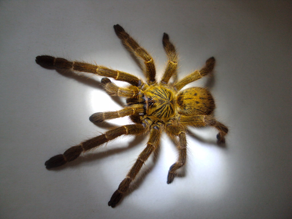 P. murinus