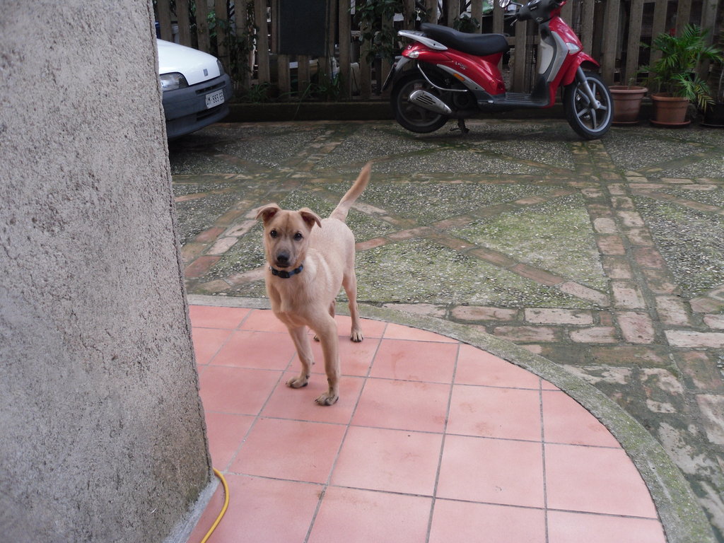 bobek
