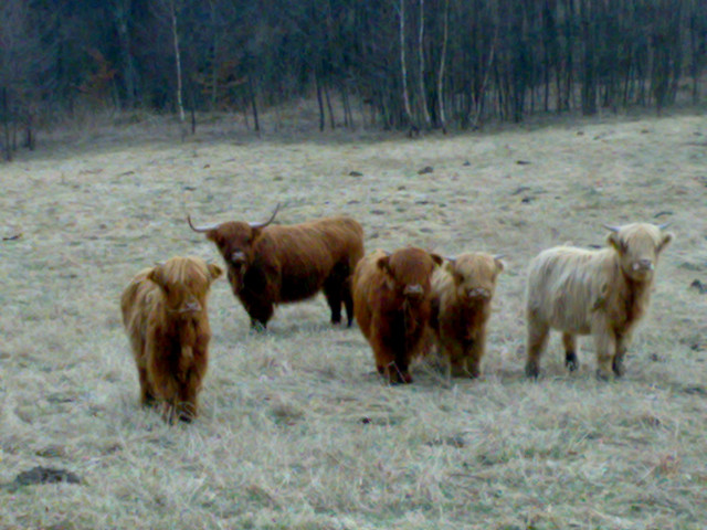 muuuu