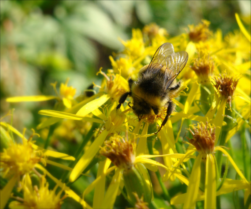 bombus