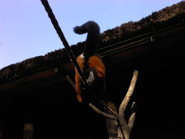 dupa lemura  . z zoo z marlena