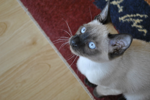 Blue eyes.
