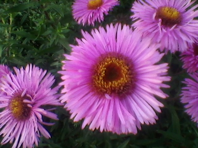 nudy...