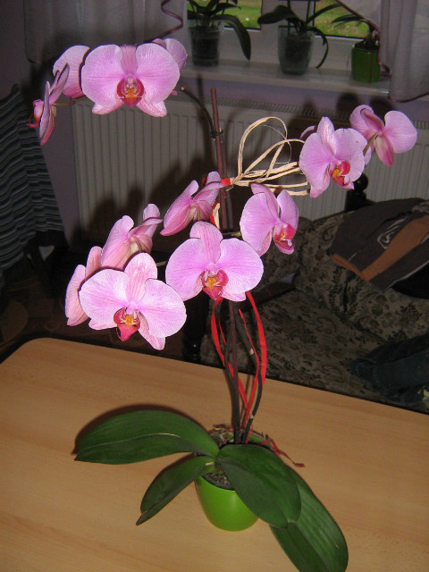 Phalaenopsis...