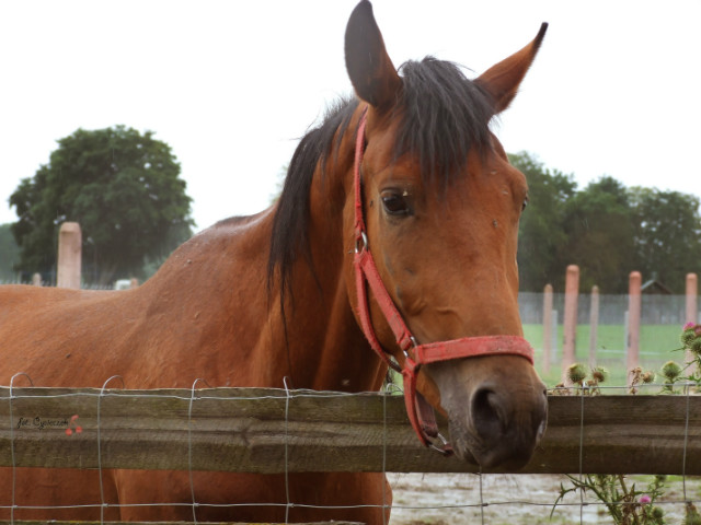 Konik :)