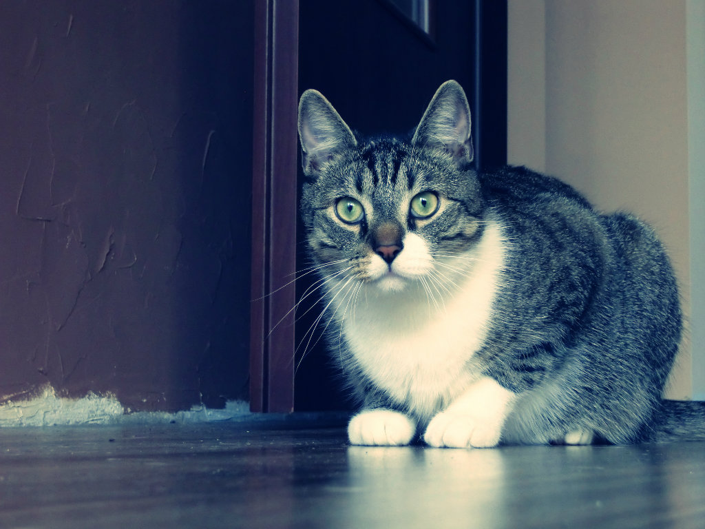 Kocur.