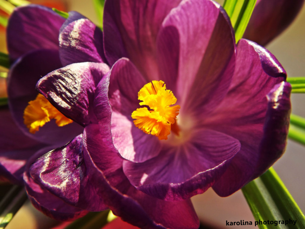 krokus.