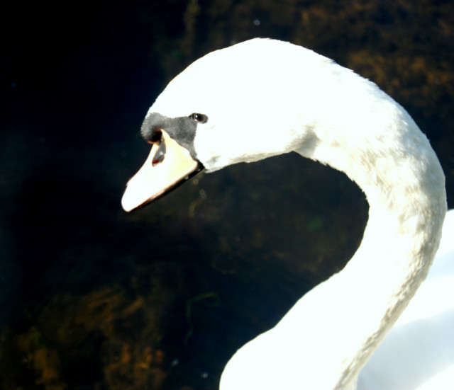 Swan