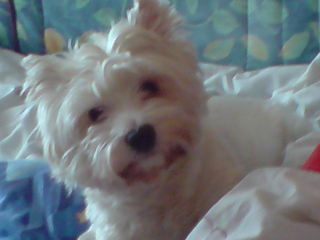 Piesio ;***