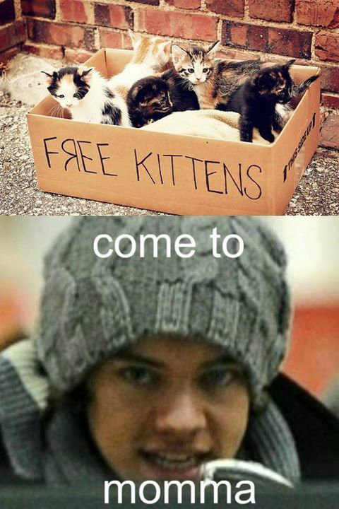 kitty 