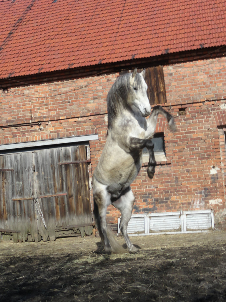 Kastoor