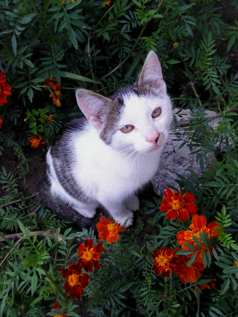 Bolek 