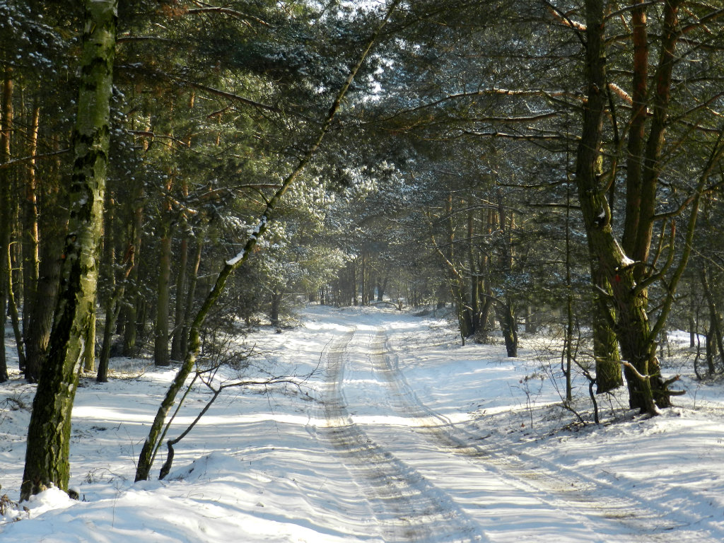 narnia