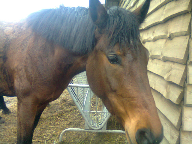 Hadira
