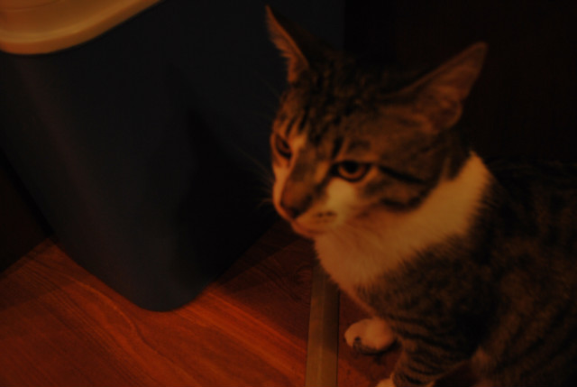 agent kici pompek :D
