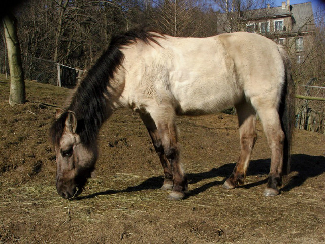 ywienie koni.