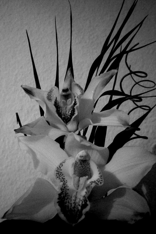 Orchidee.