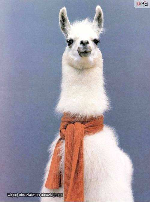 13.   Lama