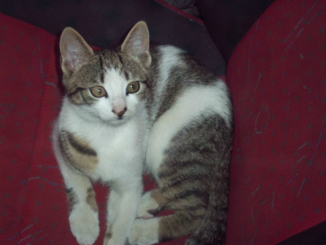 Mj kochany kociak:*:*