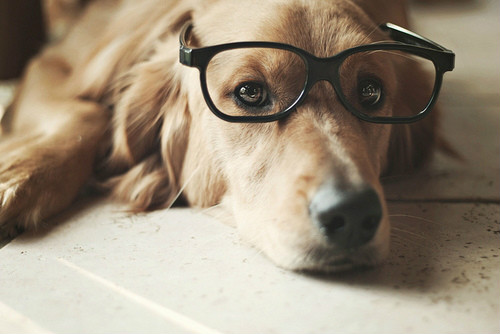 opisy.xd