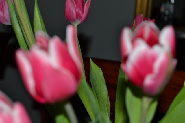 Tulipany ;)