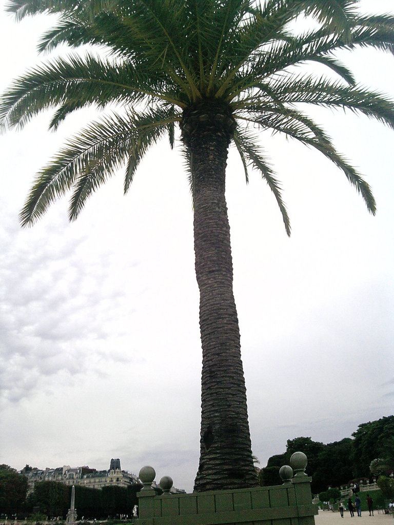 palma . :d