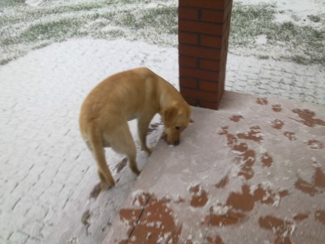 cocaine so much cocaine